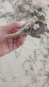 Container La Balsa - 帕索德洛斯托罗斯