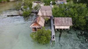 Sea Whip Raja Ampat - Minyaifuin