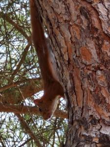 Villa lumineuse dans pinède calme et reposante location du dimanche au dimanche