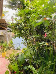 House Deli Tree hostel & homestay