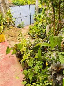 House Deli Tree hostel & homestay