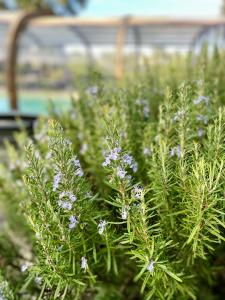 Maison au calme piscine mer au coeur de la nature U Nuciolu