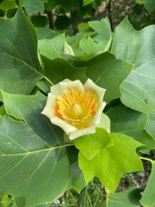 Maisons de vacances Maison au calme piscine mer au coeur de la nature U Nuciolu : photos des chambres