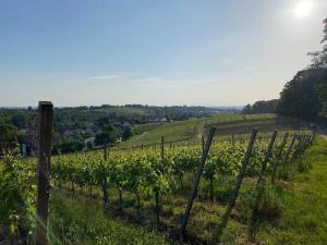 3 Zimmer Whg Reblandliebe, Nähe Europapark, Straßburg, Weinberge