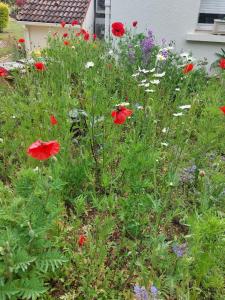 Maisons d'hotes La Galerne : photos des chambres