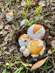 Maisons de vacances Maison au calme piscine mer au coeur de la nature U Nuciolu : photos des chambres
