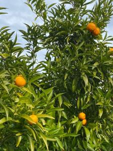 Maisons de vacances Maison au calme piscine mer au coeur de la nature U Nuciolu : photos des chambres