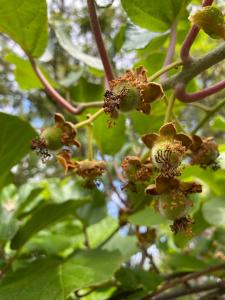 Maisons de vacances Maison au calme piscine mer au coeur de la nature U Nuciolu : photos des chambres