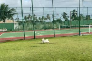 Malawi Muro alto- 102G térreo