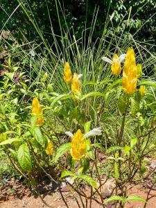 Sinfonía Tropical, ocean view, 5 minutes driving to Playa Linda, 15 to Dominical, wifi Starlink