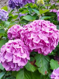 Maisons de vacances Ty Papy : photos des chambres