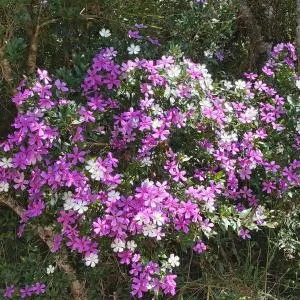 Eco Refúgio Cambará - Bom Retiro