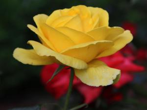 Ferienwohnungen Pano