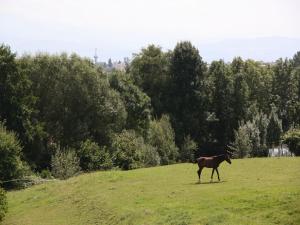 Ferienwohnungen Pano