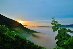 Winzerhof Düring - 伊普霍芬