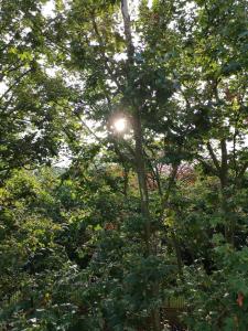 Appartements The apartment in the trees Lille : photos des chambres