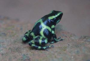 Nature Lovers Quepos