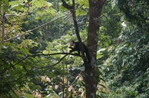 Nature Lovers Quepos
