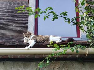 Maisons d'hotes Gite des Fours : photos des chambres
