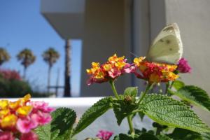 Andromeda Hotel Apartments Kos Greece