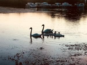 Patouillet bateau naviguant