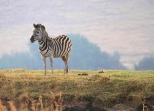 Kwaggaskop Game Farm - near Dullstroom