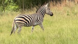 Kwaggaskop Game Farm - near Dullstroom