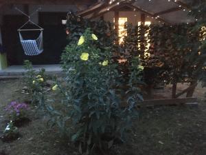 Theodor Tomaj 3Bdr AC Garden Terrace