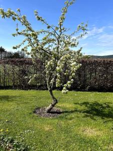 House at the foot of The Galtees