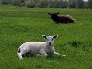 Butjadinger Friesenstube