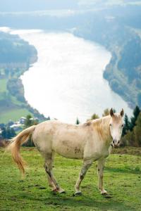 Glamping hišice Orlič