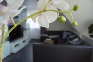 La Domus Premium Osnabrück Lotte - Lotte