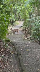 Yireth Studio - Ubytování bez kategorie ve městě Quepos