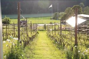 Gisebo Vingård - 穆尔舍