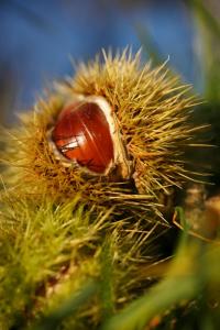 Fewo Dreiraum im Haus Götsch 2