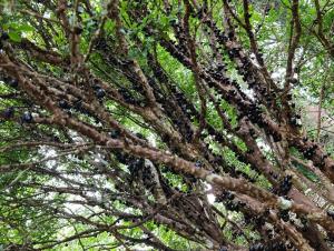 Hotel California Pacho