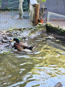 100mts beach Ribeirão da Ilha c Espaço Gourmet