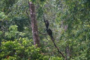 Nature Lovers Quepos