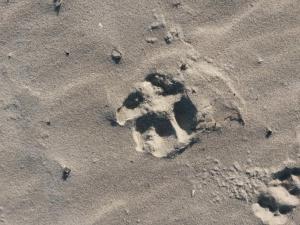 Ferienwohnung "Nordstrand"