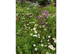 Richter in Allrode Comfortable holiday residence