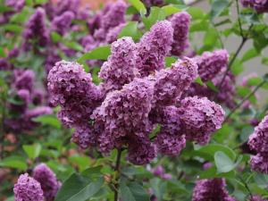 Wolpers im Kaiserhof Comfortable holiday residence