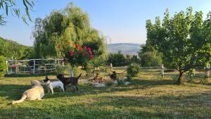 Etno kompleks Orahovac - Vajat Sova