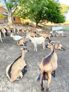 Maisons de vacances Maison au calme piscine mer au coeur de la nature U Nuciolu : photos des chambres