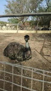 Finca Avestruz - Chimiche