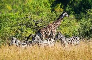 Elephant Villa Private Room - Guthrie