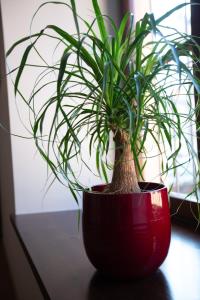 Appartements LE RHENANUS Martin Bucer - grand appartement au calme - centre ville - parking gratuit : Appartement 2 Chambres