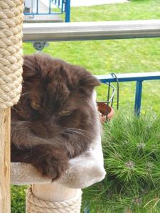Erholung in Wildhaus mit Bergsicht