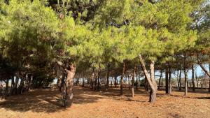 Sanvitotour - Appartamenti Gelsomino