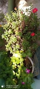 Hotel Ma Parvati Residency