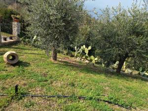 Terra Lenù
